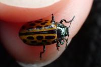 Chrysomela vigintipunctata