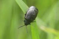 Galeruca tanaceti
