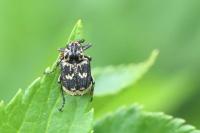 Valgus hemipterus