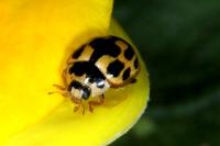 Propylea quatuordecimpunctata