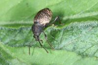 Otiorhynchus raucus