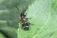 Poecilium alni