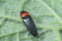 Ampedus sinuatus
