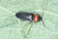 Ampedus sinuatus