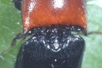 Ampedus sinuatus