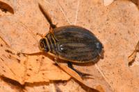 Acilius sulcatus