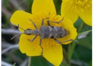 Rhagium mordax
