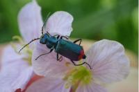 Malachius bipustulatus