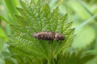Actenicerus sjaelandicus