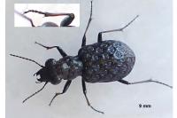 Elaphrus cupreus