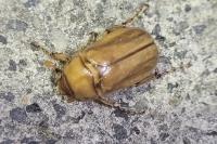 Rhizotrogus marginipes