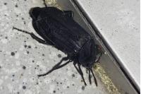 Necrodes littoralis