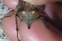 Melolontha melolontha