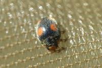 Platynaspis luteorubra