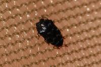 Trachys minutus