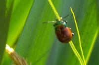 Chrysolina polita