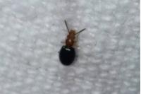 Vincenzellus ruficollis