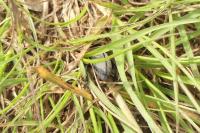 Iberodorcadion fuliginator