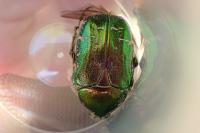 Cetonia aurata