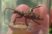 Rhagium sycophanta