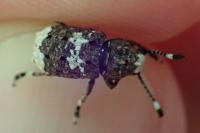 Platystomos albinus