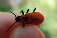Pyrochroa coccinea