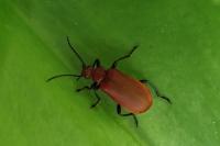 Pyrochroa serraticornis