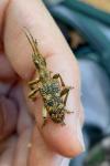 Rhagium sycophanta