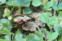 Carabus auratus