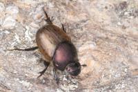 Onthophagus coenobita