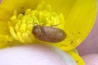 Byturus ochraceus