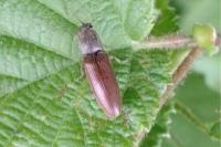 Athous haemorrhoidalis