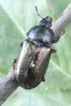 Platycerus caraboides