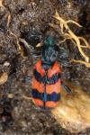 Trichodes alvearius