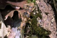 Rhagium sycophanta