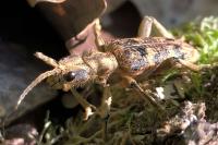 Rhagium sycophanta