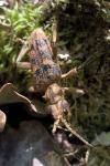 Rhagium sycophanta
