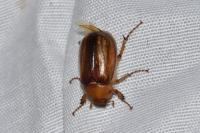 Rhizotrogus aestivus