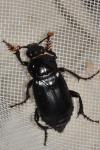 Nicrophorus humator