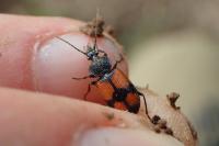 Panagaeus cruxmajor