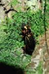 Carabus auronitens