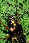Carabus auronitens