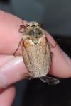 Melolontha melolontha