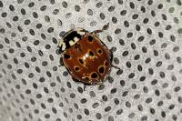 Anatis ocellata