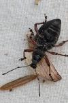 Otiorhynchus