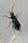 Malachius bipustulatus