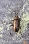 Plateumaris sericea