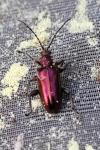 Plateumaris sericea