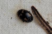 Aphidecta obliterata