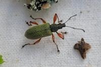 Phyllobius glaucus